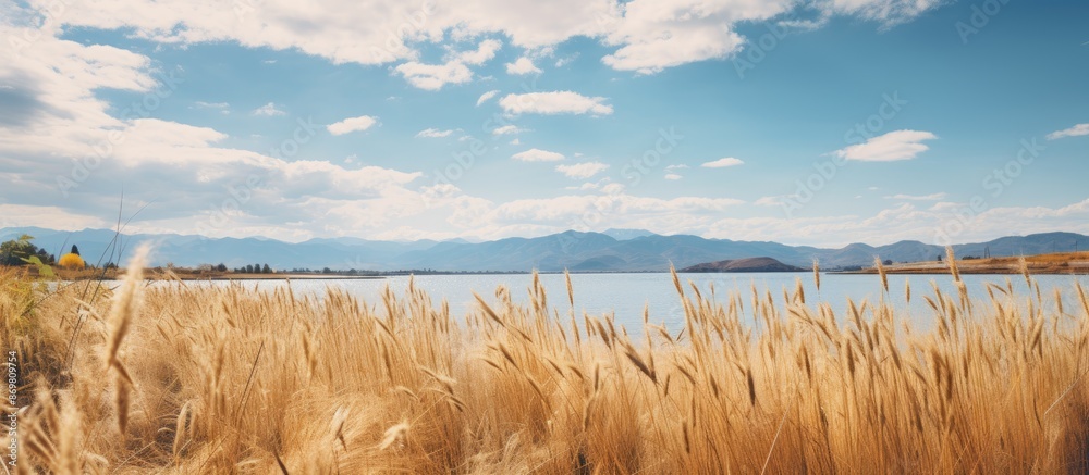Poster high quality photo displaying dry yellow reeds and scenic lakes under a cloudy blue sky with a copy 
