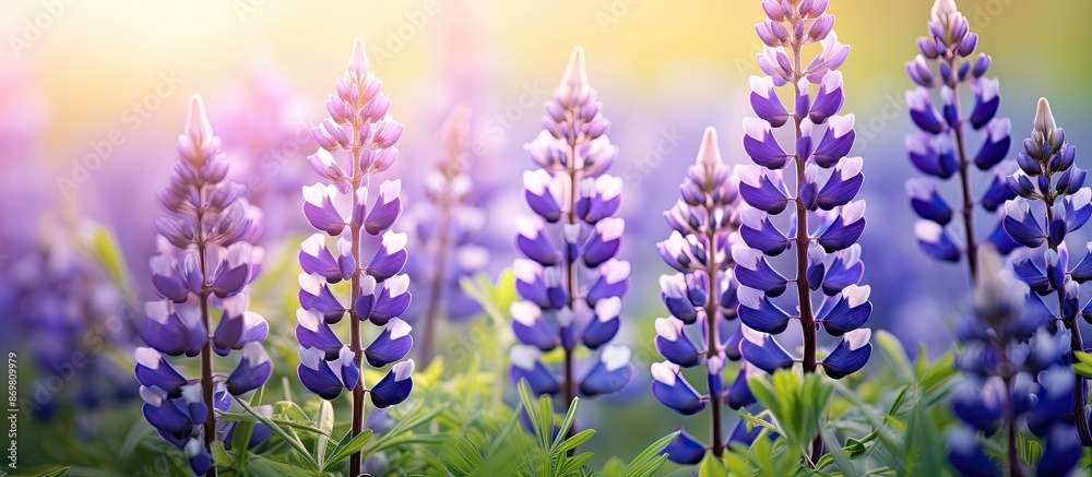 Poster background with copy space image of wild lupine flowers in a meadow during springtime.