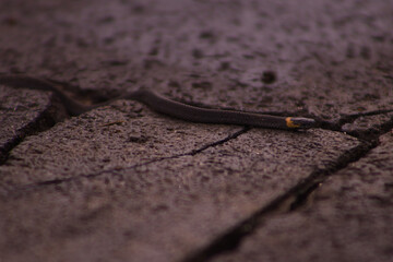 Serpiente pequeña calamaria gervaisii negro con amarillo saliendo de una grieta en el piso 