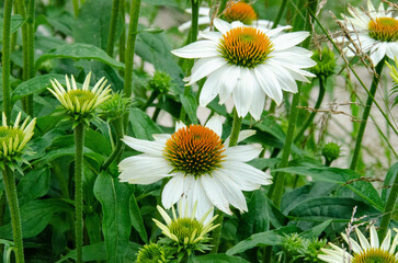 Obraz premium Honey bee covered in pollen in the middle of a yellow and white daisy