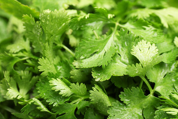 Fresh green coriander leaves as background, closeup