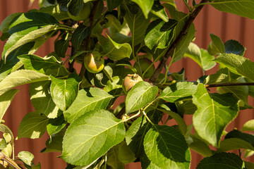 Young apple tree with small apples. An apple tree in the garden