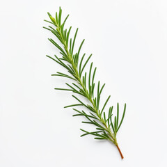 Fototapeta premium Fresh Rosemary Sprig Isolated on White Background - High-Resolution Image of Aromatic Culinary Herb for Cooking, Seasoning, and Organic Food Concepts