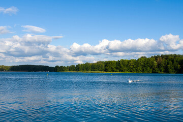 Stado łabędzi na jeziorze Krzywe w Olsztynie © Krzysiek Cegiełka