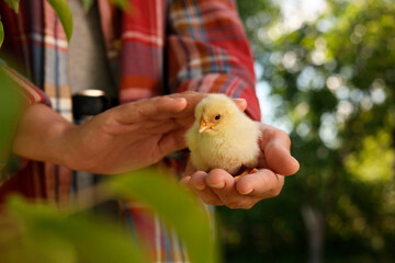 Woman with cute chick outdoors, closeup. Baby animal