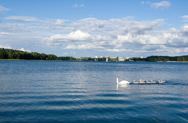 Stado łabędzi na jeziorze Ukiel z panoramą Olsztyna w tle