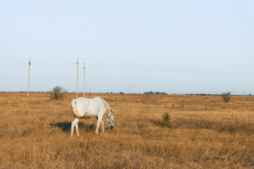 Fototapeta premium Majestic white horse peacefully grazing in lush field with distant power lines in the background