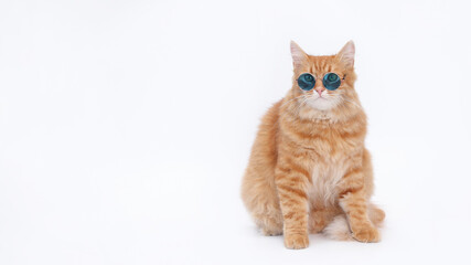Orange cat wearing blue sunglasses. Ginger Cat looking at camera. White background. Concept of vacation, travel, beach, summer, and holiday. Pet in sunglasses. Cute animal portrait. Copy space 