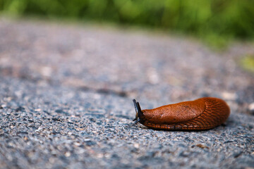 Nacktschnecke - Slug - Snail High quality photo