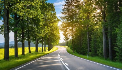 Fototapeta premium road trees summer