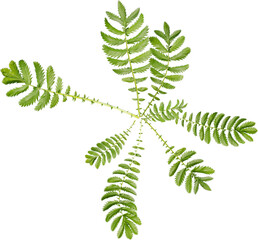 Top view of Argentina Anserina - Silverweed