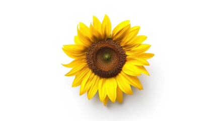 Fototapeta premium A Single Sunflower on a White Background