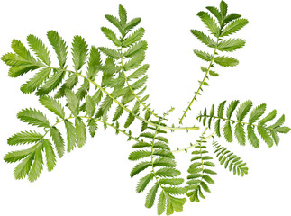 Top view of Argentina Anserina - Silverweed