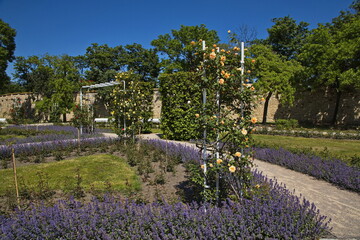 Rose garden on the hill Petrin in Prague,Czech Republic,Europe
