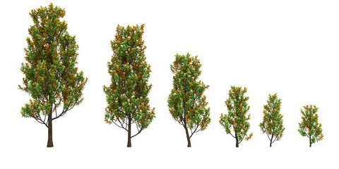 Fototapeta premium Southern mangnolia Trees collection with realistic style