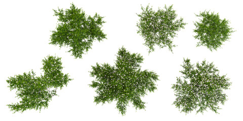 set of Mint bush plants on transparent background, 3D rendering from top view