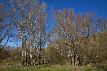 Early spring in floodplain forest at river Morava at Devin, Slovakia, Europe
