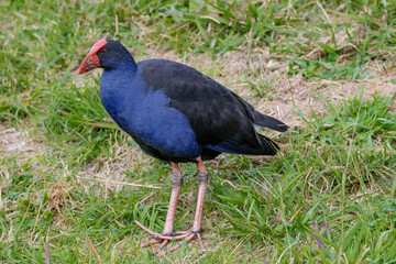 Australasian swamphen 