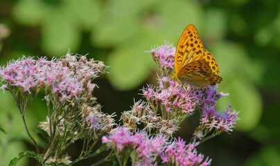 butterfly moving flower to flower