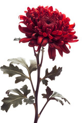 Fototapeta premium Vibrant Red Chrysanthemum