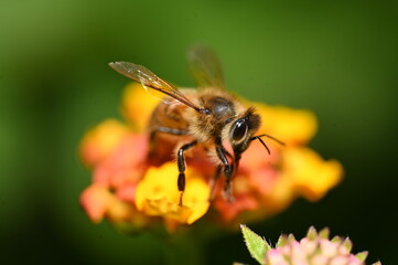 bee on yellow flower