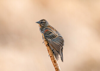 A Red-winged Blackbird female bird stretching out her feathers beautifully while holding on to a single cattail stem in her natural surroundings.