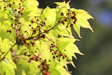 Green leaves in the Spring