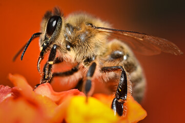 bee on a flower