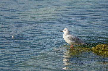 gull standing on the coast looking for food