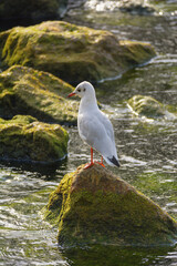 gull standing on the coast looking for food