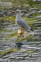 gull standing on the coast looking for food