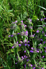 Wild basil clinopodium vulgare chalk downland