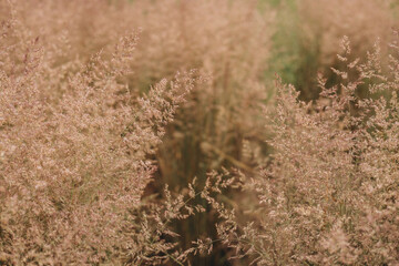 Bent grass also known as bentgrass or colonial bent or Agrostis capillaris. Abstract neutral background.