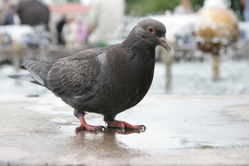 A bluish-gray pigeon strolls through the park by the fountain. close-up.
