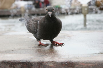 A bluish-gray pigeon strolls through the park by the fountain, he looks directly into the camera. close-up.
