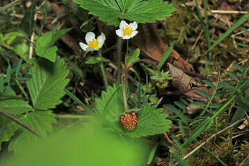 wild garden strawberry macro photo