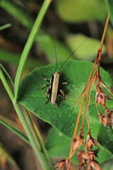 rufous grasshopper insect macro photo