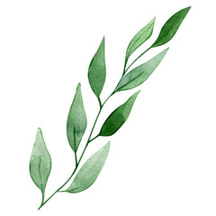 Watercolor hand drawn eucalyptus leaves illustration . Botanical painted leaf clipart. Perfect for wedding invitations, greeting cards, packaging, wrapping