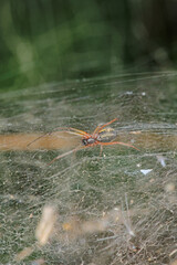 mangora acalypha spider macro photo