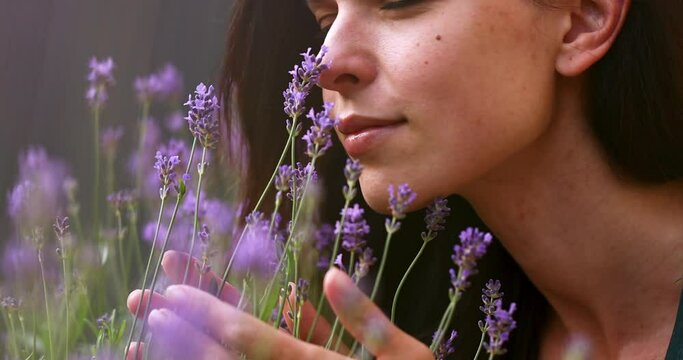 Beautiful girl harvesting lavender flowers