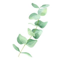 Watercolor illustration of eucalyptus branch with green leaves. Hand drawn botanical clipart. Floral element for greeting cards, wedding invitations, packaging, scrapbooking