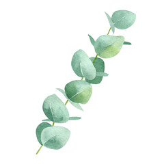 Watercolor illustration of eucalyptus branch. Hand drawn botanical clipart. Floral element for greeting cards, wedding invitations, packaging, scrapbooking © Jamilia.art