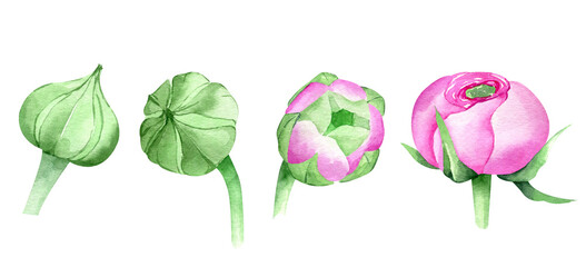 Watercolor hand drawn pink ranunculus flower and buds set. Botanical illustration of buttercup. Floral clipart for greeting cards, wedding invitations