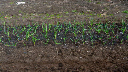 A row of plants are growing in the dirt. The plants are small and green.