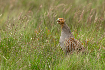 Grey partridge, Scientific name: Perdix Perdix.  Close up of a male Grey or English partridge calling on managed grouse moorland. Facing left. Taken with long lens, car window and beanbag. Copyspace