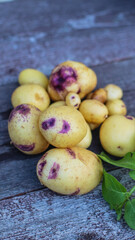 Fresh organic potatoes close-up on wooden surface  
