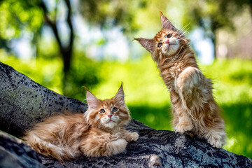 A very beautiful Maine kitten in nature.