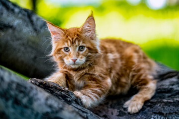 A very beautiful Maine kitten in nature.