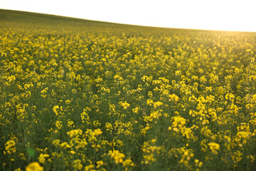 Beautiful view of field with blooming rapeseed on spring day