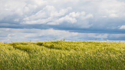 Beautiful wheat field in the spring, photographed under magnificent clouds